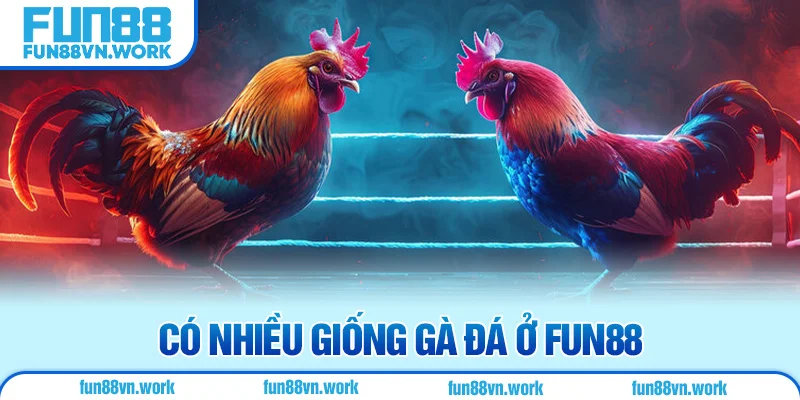 Có nhiều giống gà đá ở FUN88