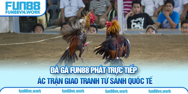 Đá gà Fun88 phát trực tiếp các trận giao tranh từ sảnh quốc tế